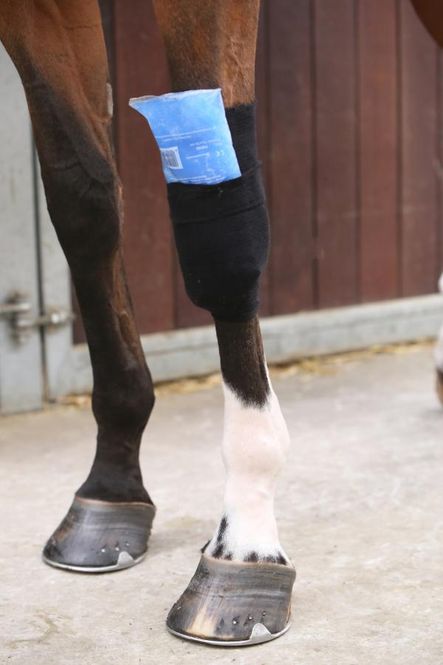 Hovedbilde Kentucky Tendon Grip Sock