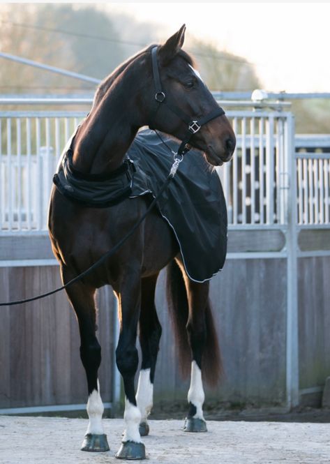 Hovedbilde Carvis Walker Rug