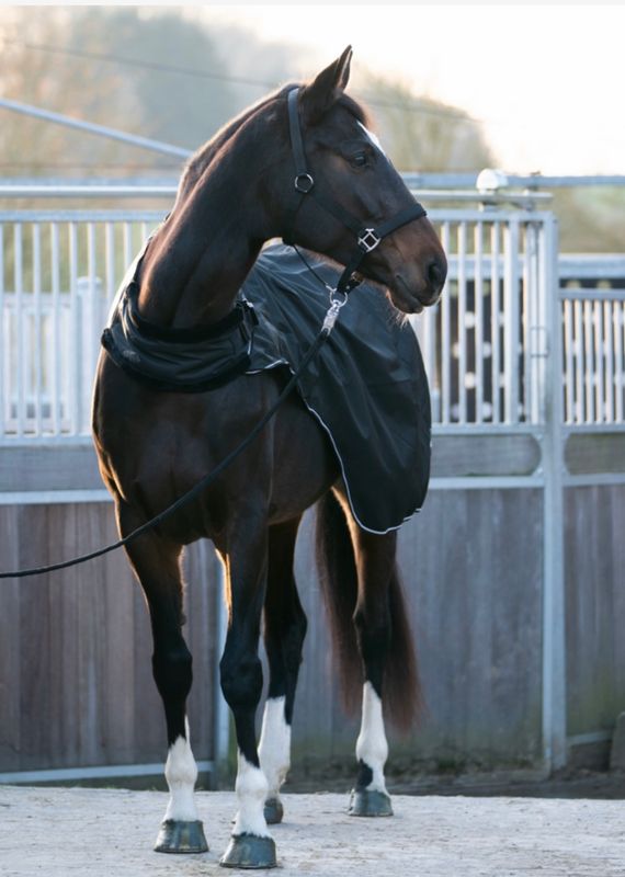 Carvis Walker Rug